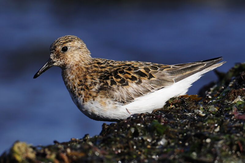 Bécasseau sanderling