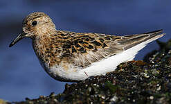 Bécasseau sanderling