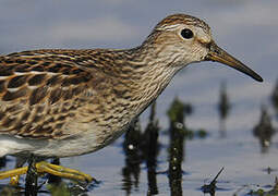 Pectoral Sandpiper