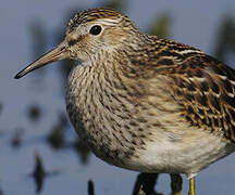 Pectoral Sandpiper