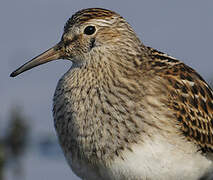 Pectoral Sandpiper