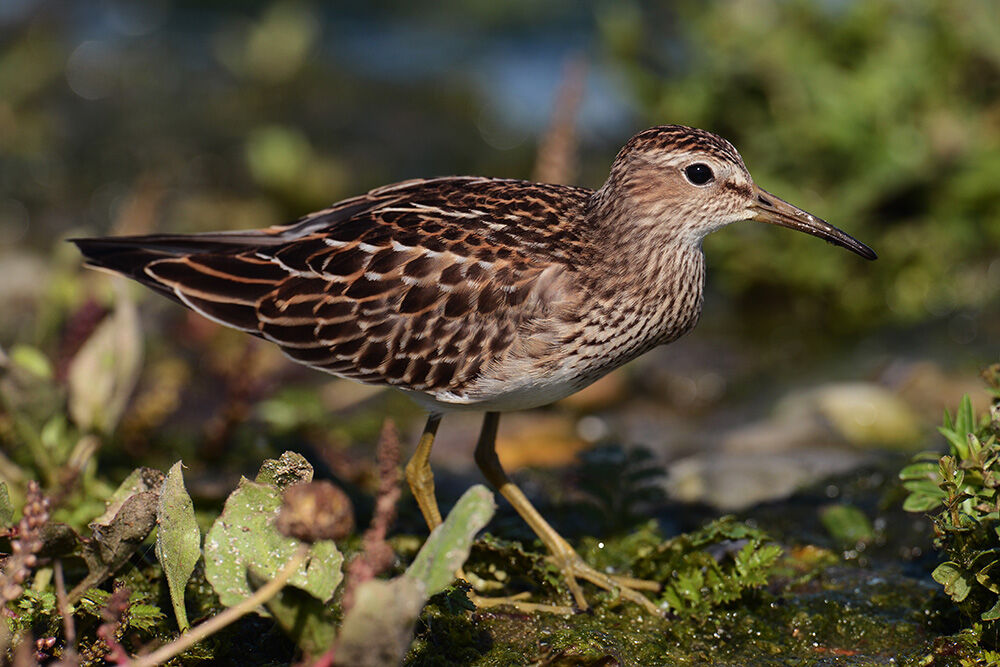 Bécasseau tacheté1ère année, identification