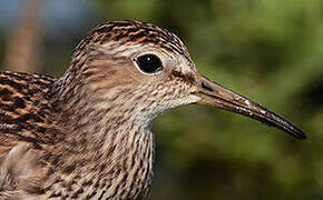 Pectoral Sandpiper