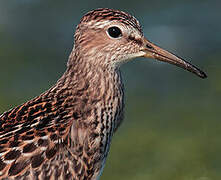 Pectoral Sandpiper