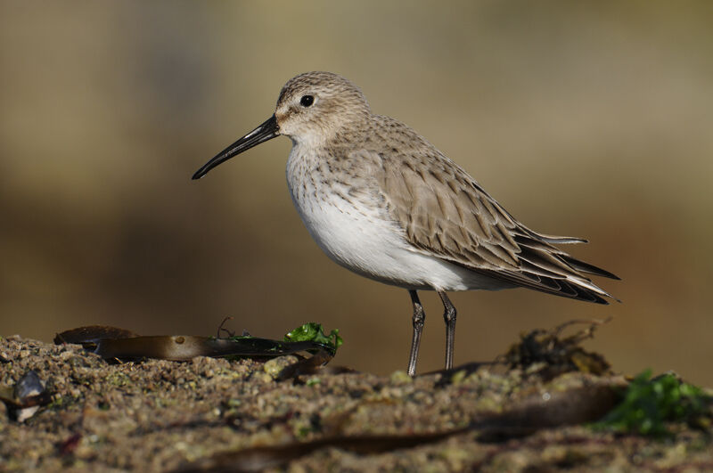 Dunlin