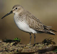 Dunlin