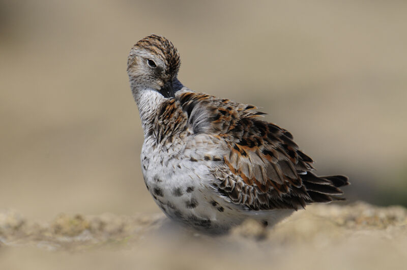 Dunlin