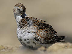 Dunlin