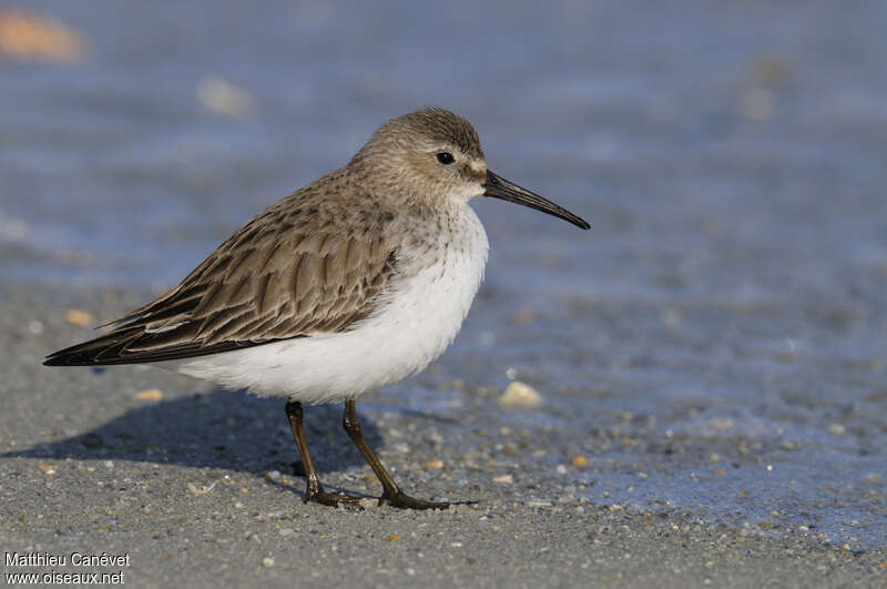 Dunlinadult post breeding, identification