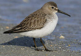 Dunlin