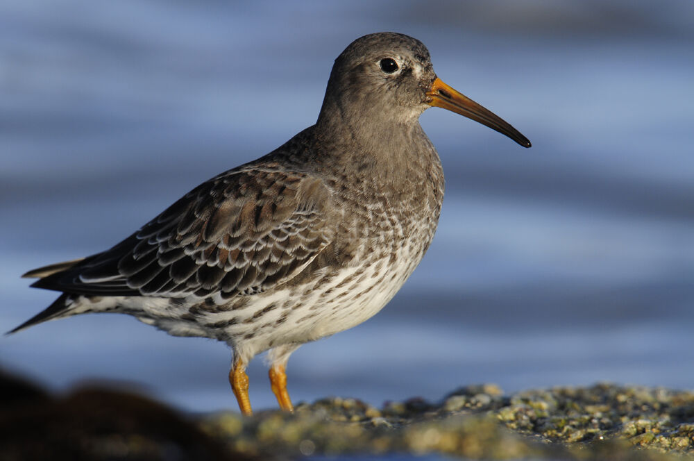 Purple Sandpiperadult