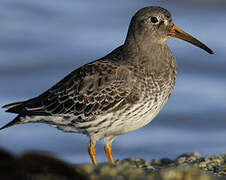 Purple Sandpiper