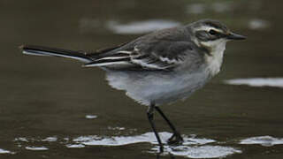 Citrine Wagtail