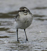 Citrine Wagtail