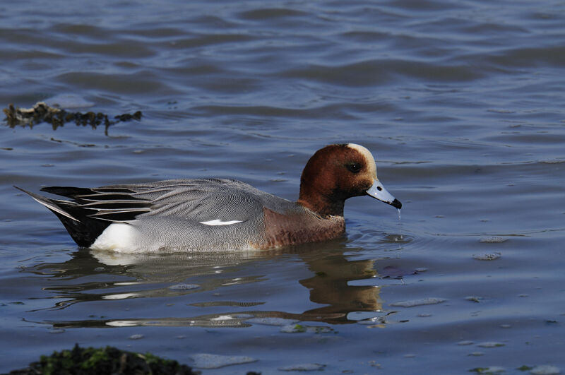 Canard siffleur mâle adulte nuptial