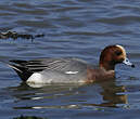 Canard siffleur