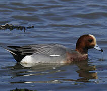 Eurasian Wigeon