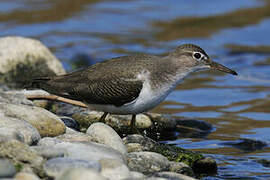 Spotted Sandpiper