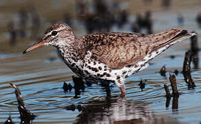 Spotted Sandpiper