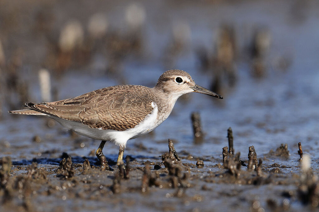 Common Sandpiper