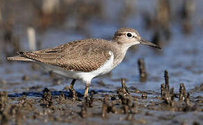 Common Sandpiper