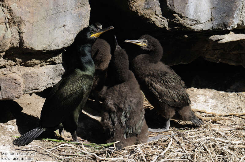 European Shag, pigmentation, Reproduction-nesting, Behaviour