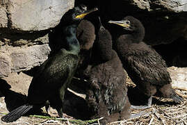 European Shag