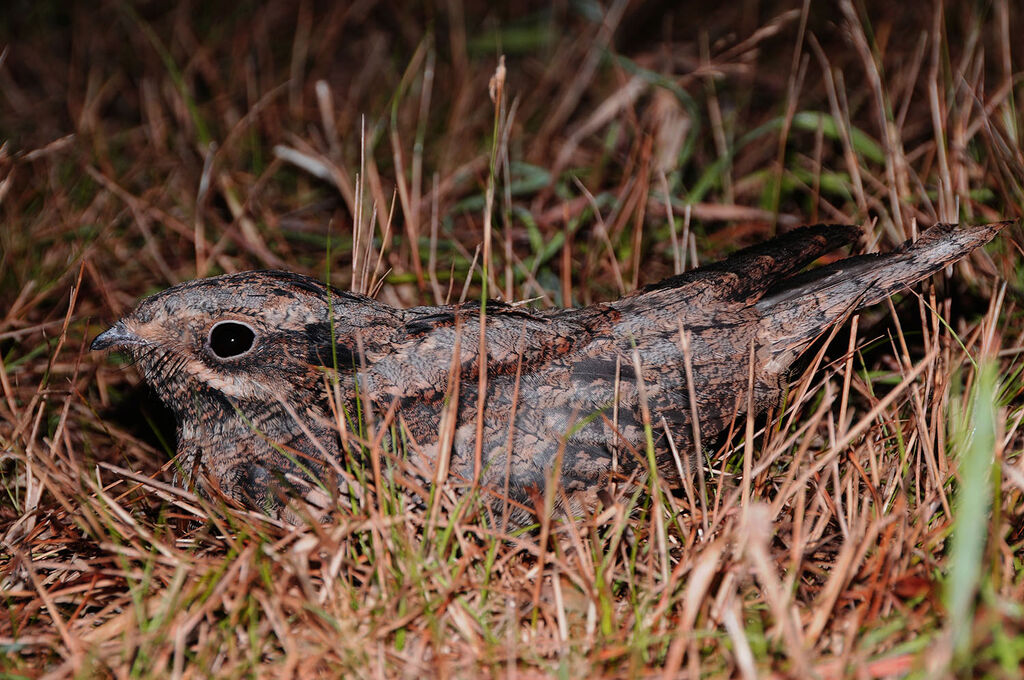 European Nightjar