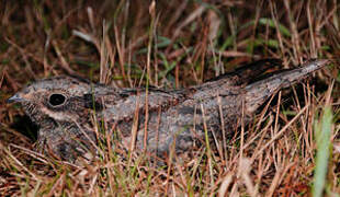 European Nightjar