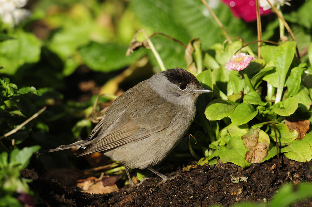 Eurasian Blackcap male adult