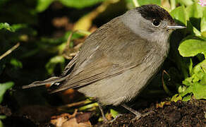 Eurasian Blackcap