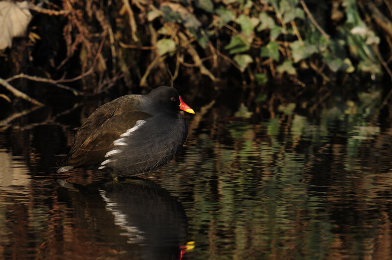 Gallinule poule-d'eauadulte nuptial