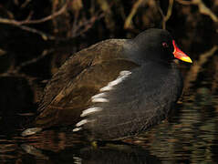 Common Moorhen