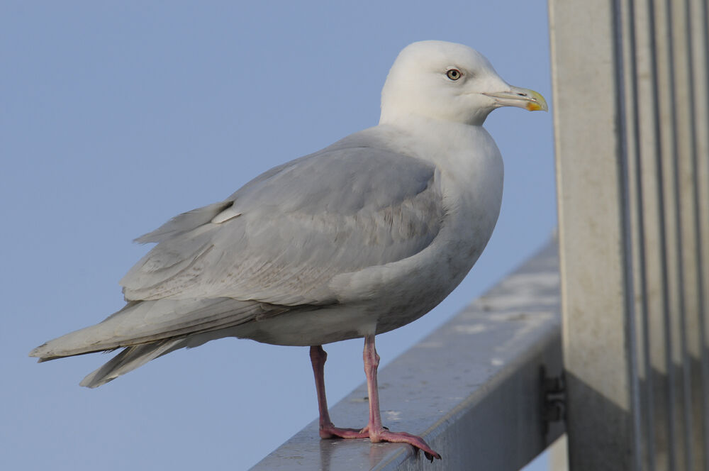 Goéland à ailes blanches4ème année