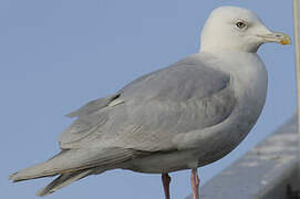 Iceland Gull