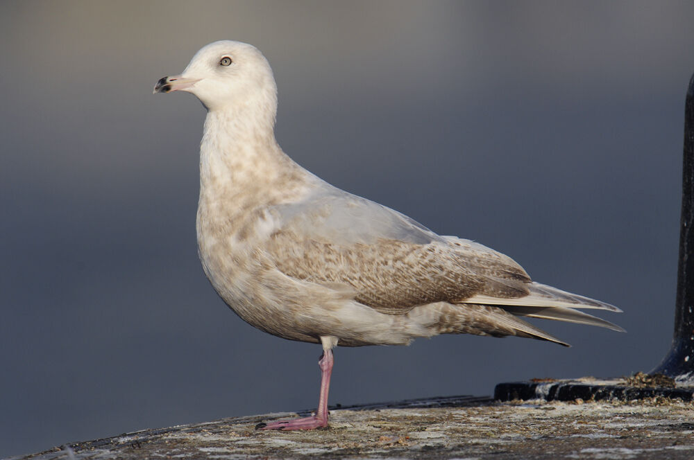 Iceland Gull (kumlieni)Third  year