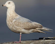 Iceland Gull (kumlieni)