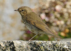 Swainson's Thrush