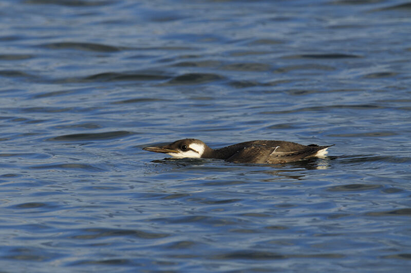 Guillemot de Troïladulte internuptial