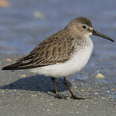 Bécasseau variable