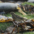Pipit farlousane