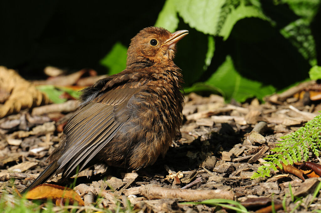 Common BlackbirdFirst year