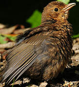 Common Blackbird