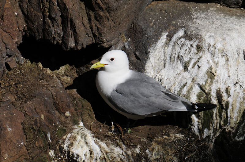 Black-legged Kittiwakeadult breeding