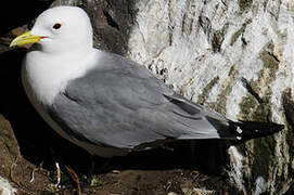 Black-legged Kittiwake