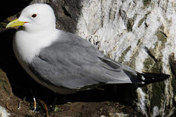 Mouette tridactyle