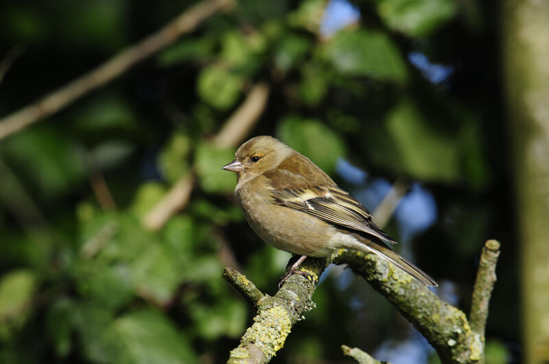 Common Chaffinch female adult breeding