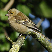 Common Chaffinch