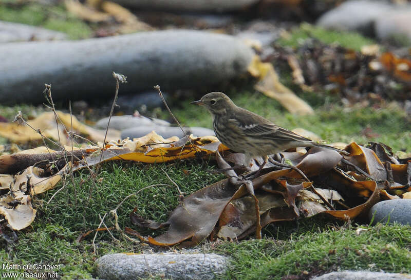 Buff-bellied Pipit, habitat, pigmentation