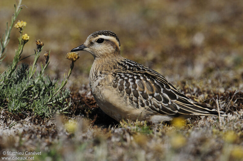 Eurasian Dotterel